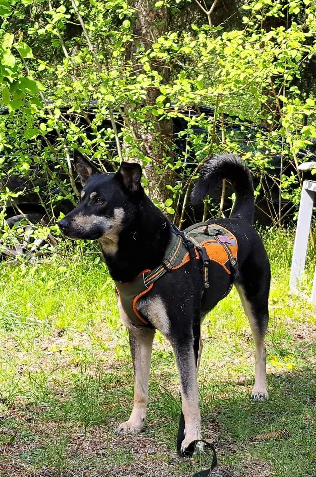 Siska, female 5yo Mixed Breed for adoption at Ein Herz für Streuner e.V., München