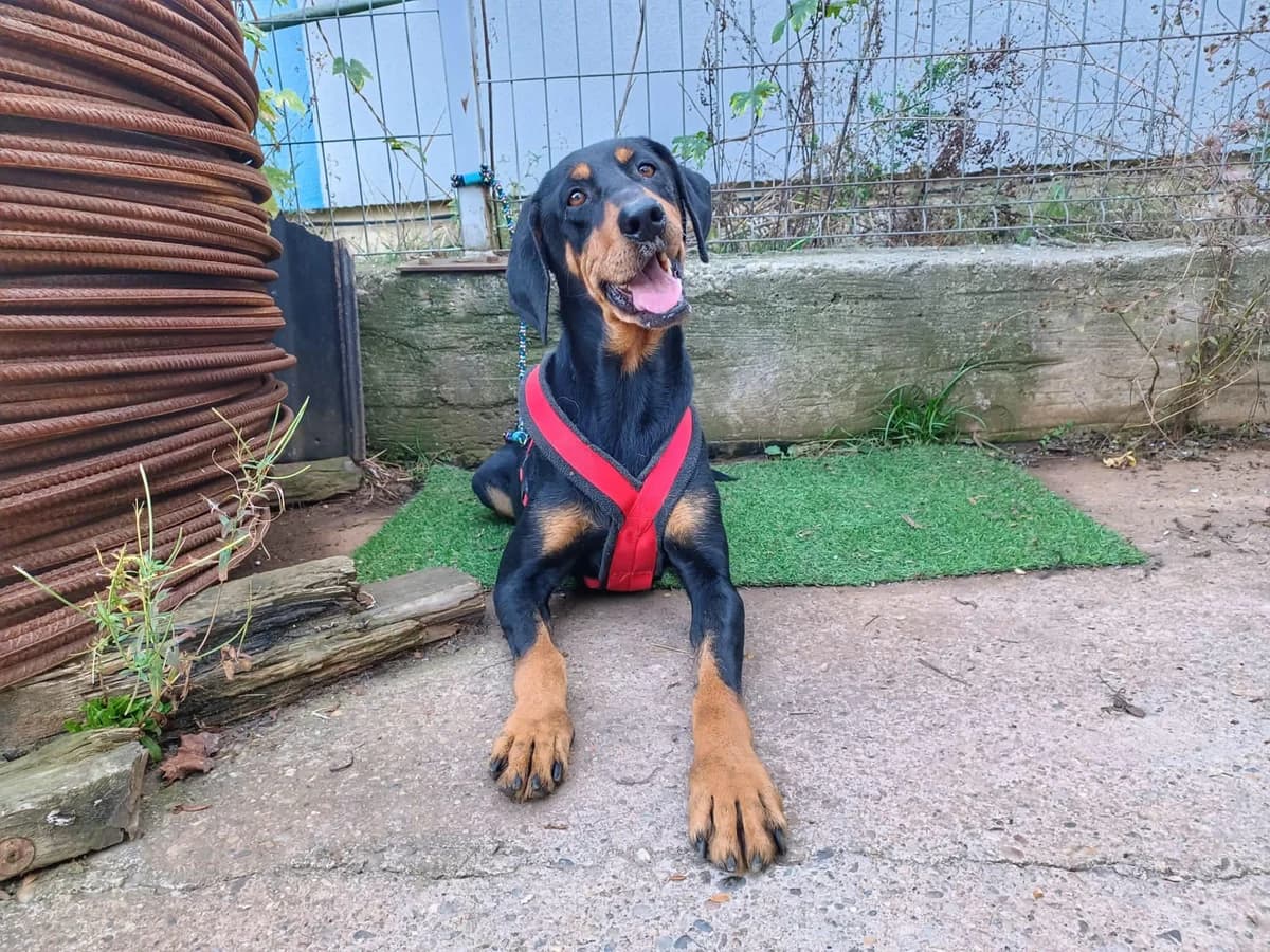 Siska, female 7yo Mixed Breed for adoption at Ein Herz für Streuner e.V., München