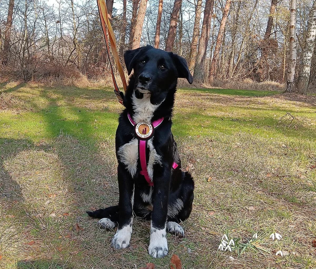 Siska, female puppy Mixed Breed for adoption at Ein Herz für Streuner e.V., München