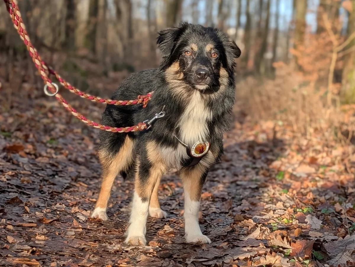 Siska, female puppy Mixed Breed for adoption at Ein Herz für Streuner e.V., München
