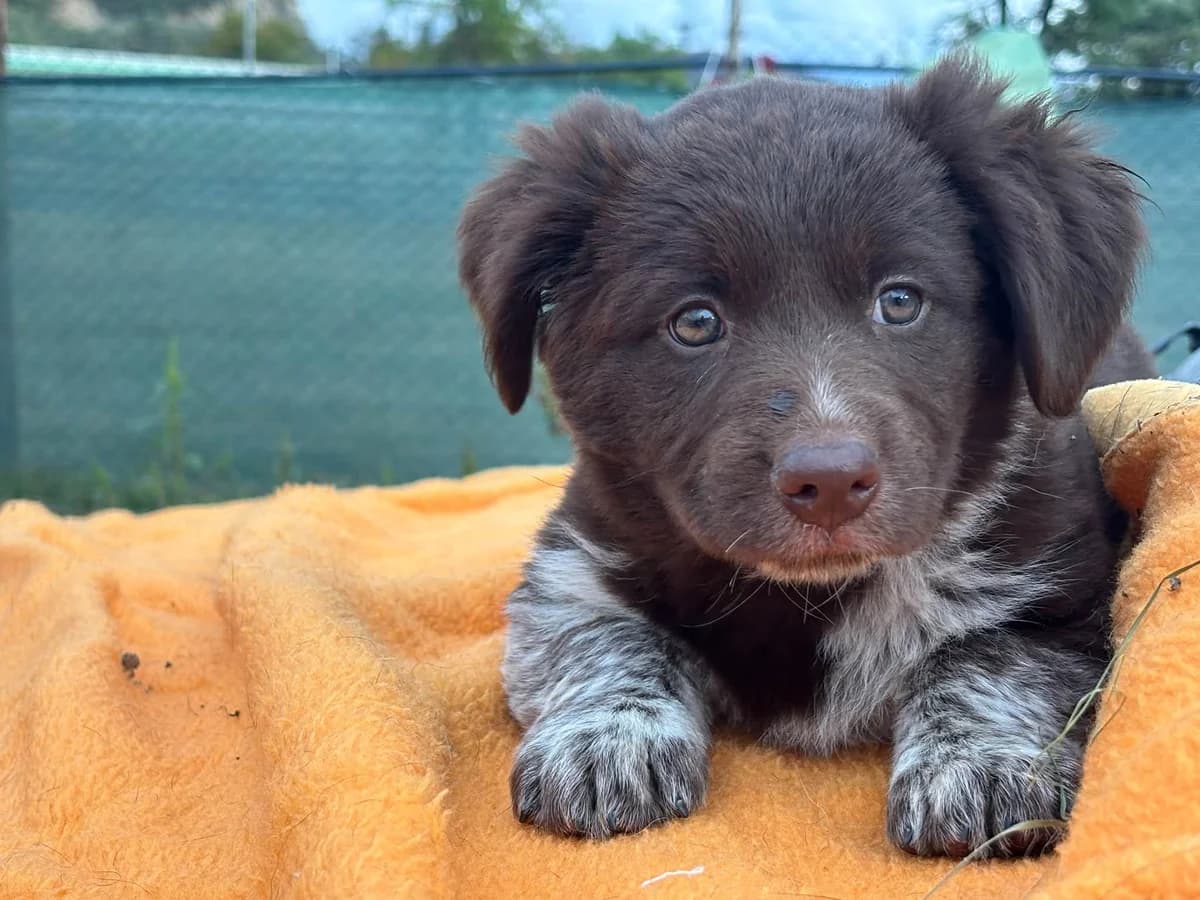 Sisko, male puppy Mixed Breed for adoption at Ein Herz für Streuner e.V., München