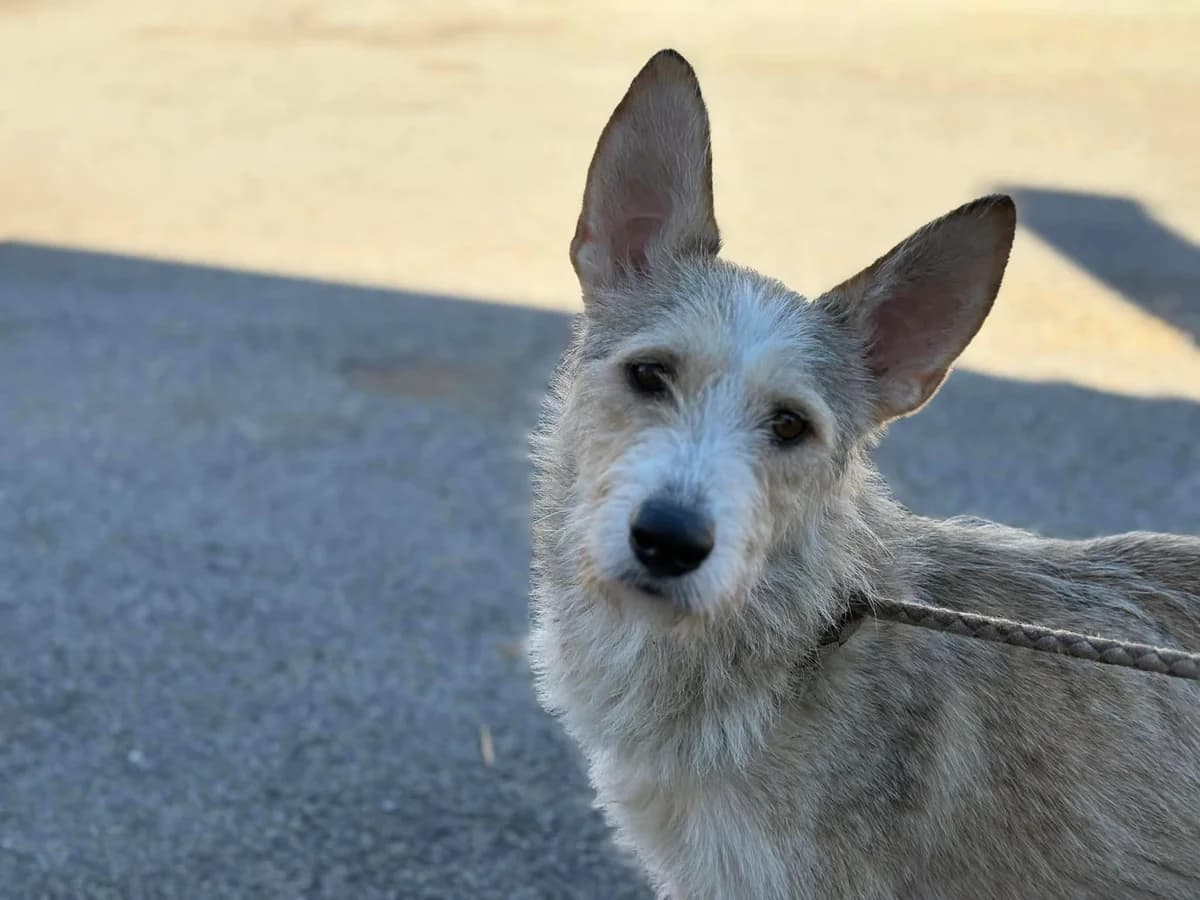Sissi, female young Mixed Breed for adoption at Ein Herz für Streuner e.V., München