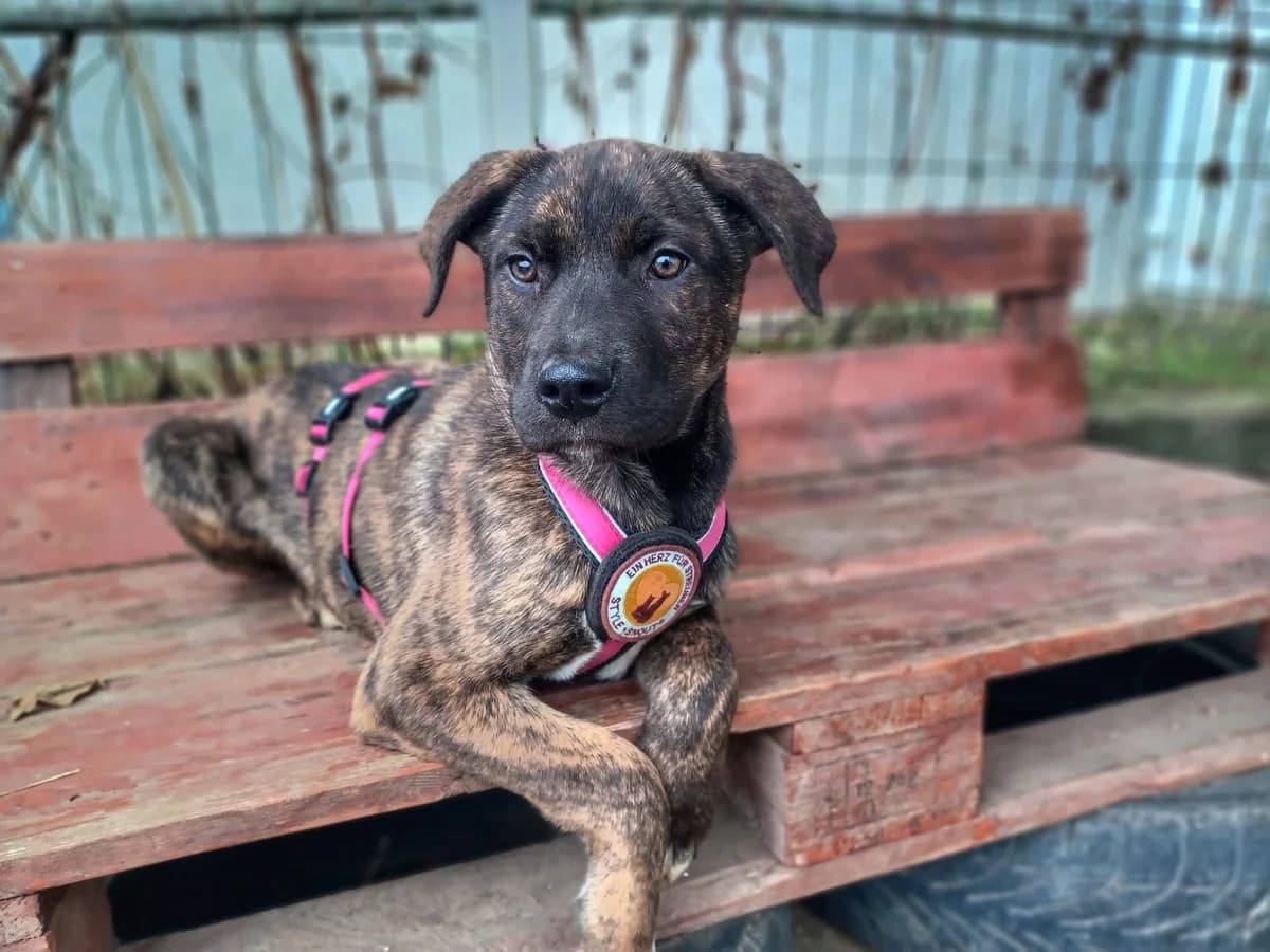 Sissy, schwarz female puppy Mixed Breed for adoption at Ein Herz für Streuner e.V., München