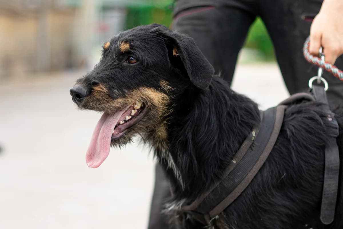 Sista, braun female young Mixed Breed for adoption at Ein Herz für Streuner e.V., München