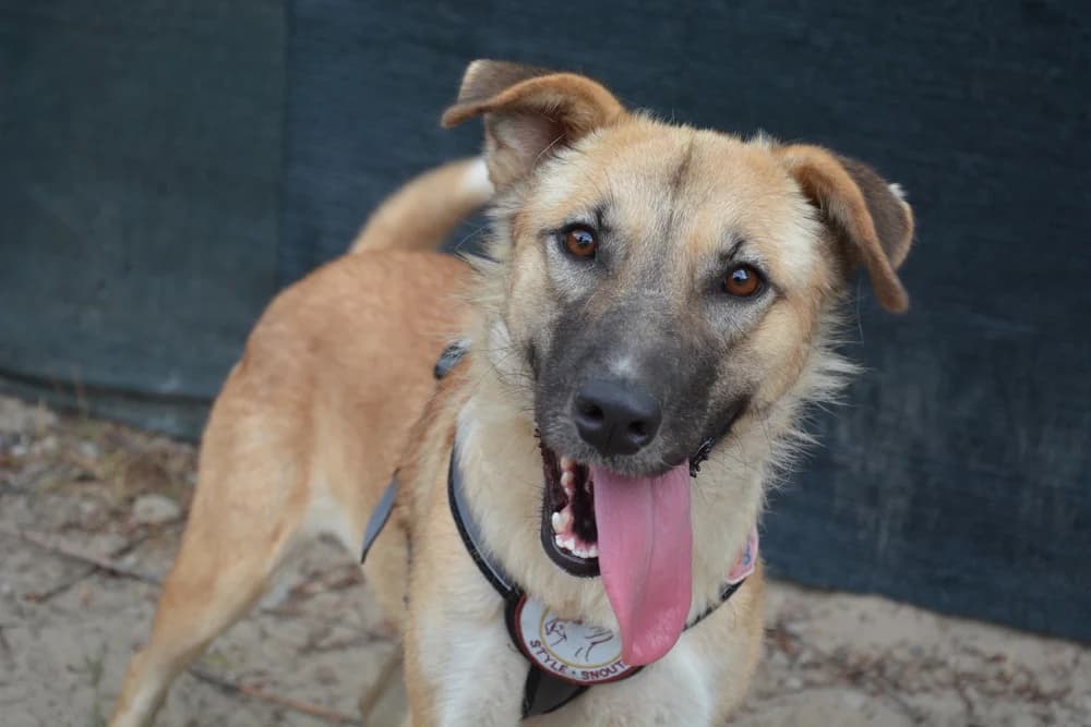 Sita, female young Mixed Breed for adoption at Ein Herz für Streuner e.V., München