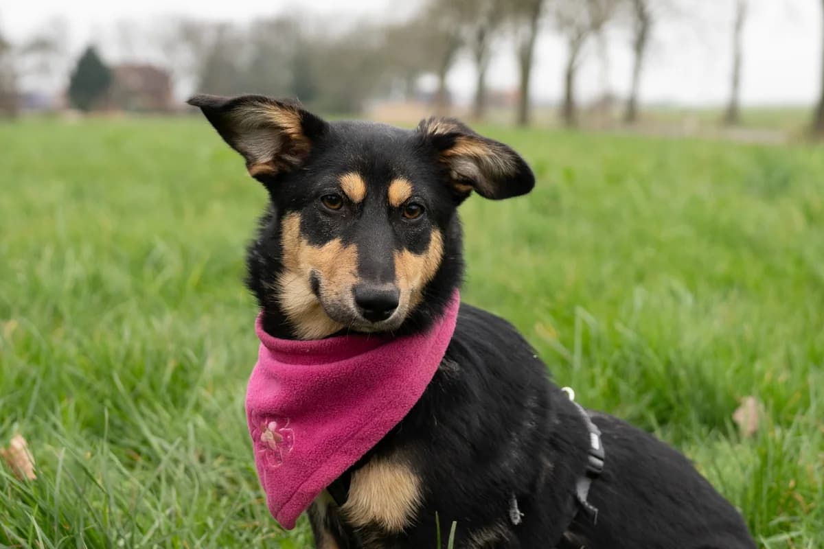 Sitara, female puppy Mixed Breed for adoption at Ein Herz für Streuner e.V., München