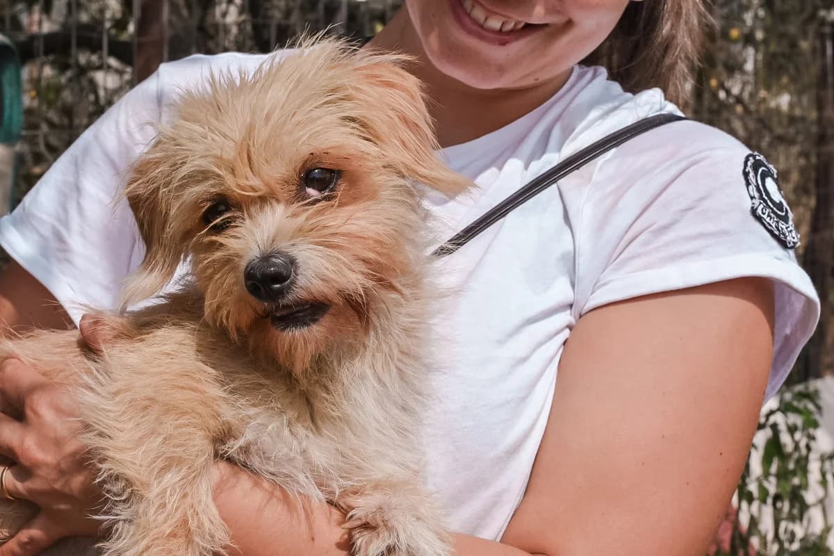 Sitara, female 5yo Mixed Breed for adoption at Ein Herz für Streuner e.V., München