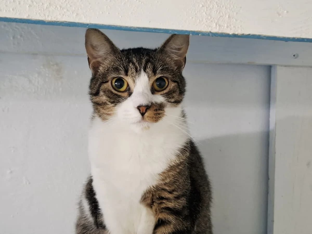 Sitara, female 5yo Mixed Breed for adoption at Ein Herz für Streuner e.V., München