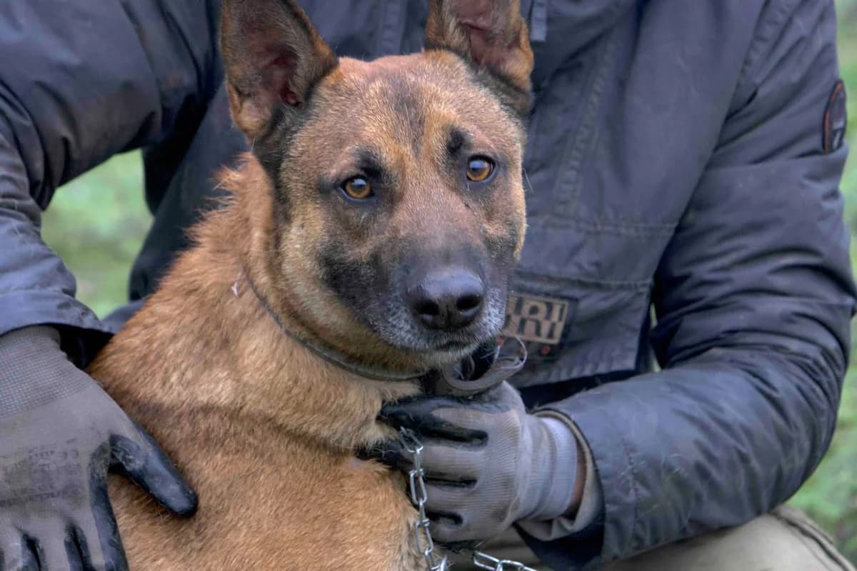 Sjel, male 3yo Mixed Breed for adoption at Ein Herz für Streuner e.V., München