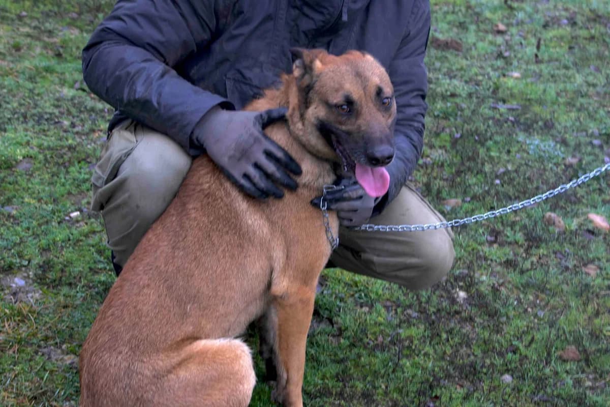 Sjel, male 3yo Mixed Breed for adoption at Ein Herz für Streuner e.V., München