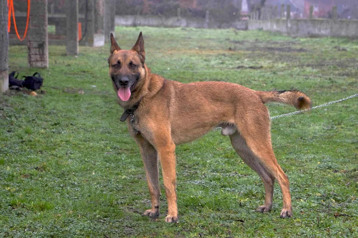 Sjel, male 3yo Mixed Breed for adoption at Ein Herz für Streuner e.V., München