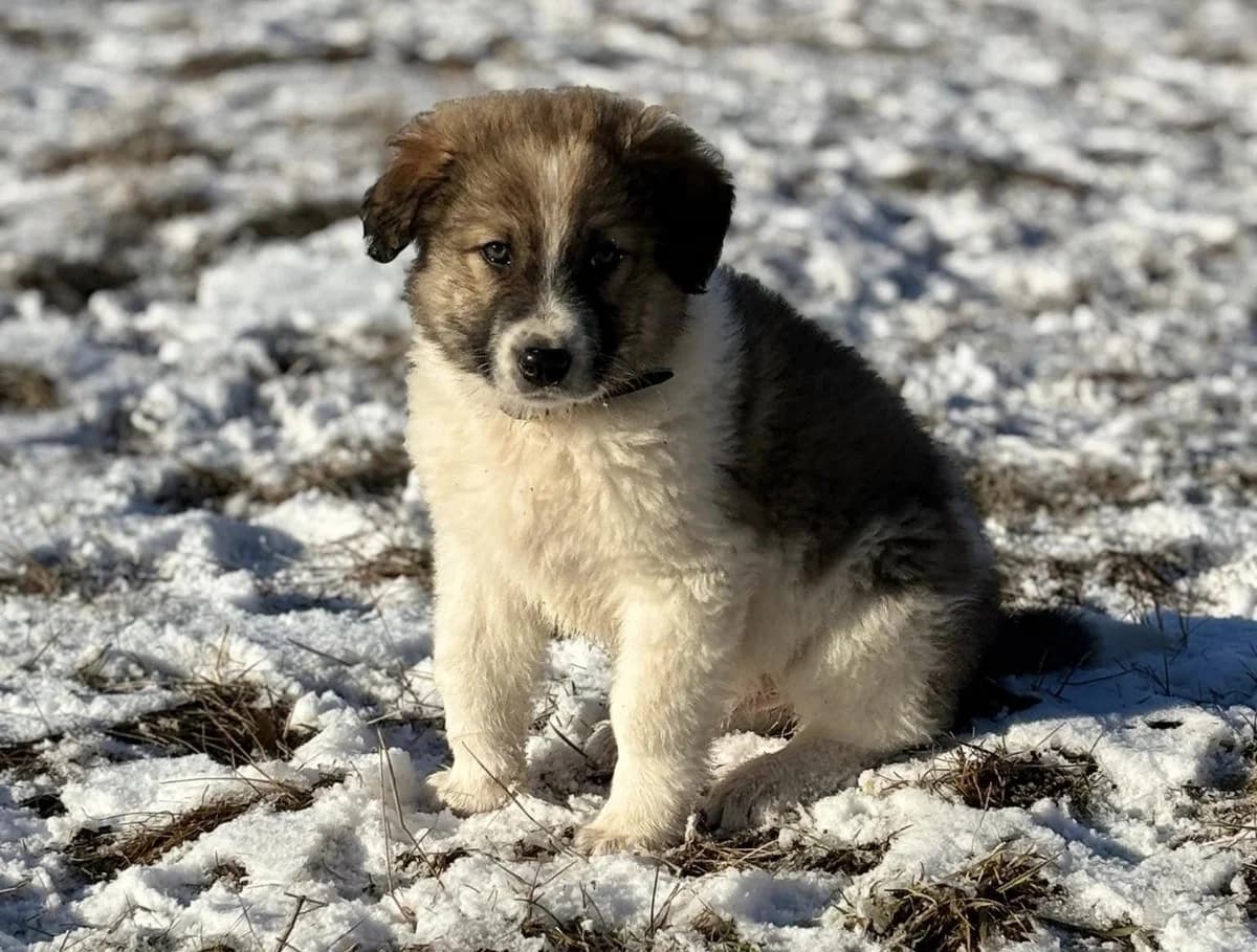 Sjuri, male puppy Mixed Breed for adoption at Ein Herz für Streuner e.V., München