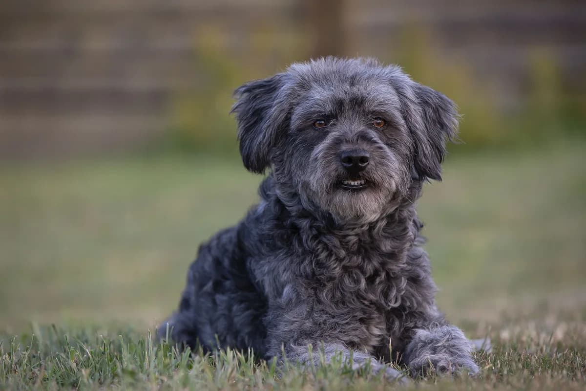 Skadi, female 3yo Mixed Breed for adoption at Ein Herz für Streuner e.V., München