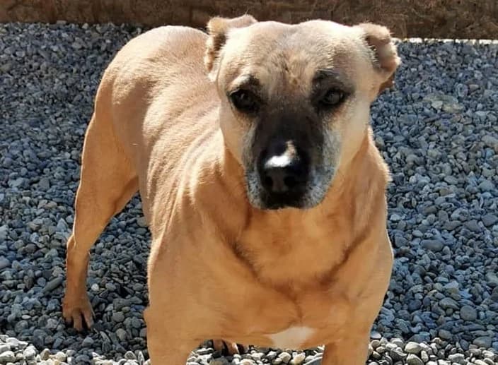 Skalli, female senior Mixed Breed for adoption at Ein Herz für Streuner e.V., München