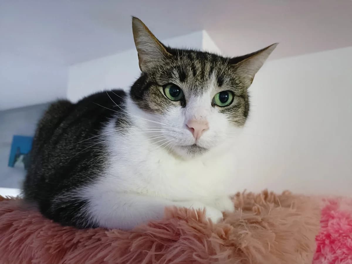 Skeeter, grau male 4yo Mixed Breed for adoption at Ein Herz für Streuner e.V., München