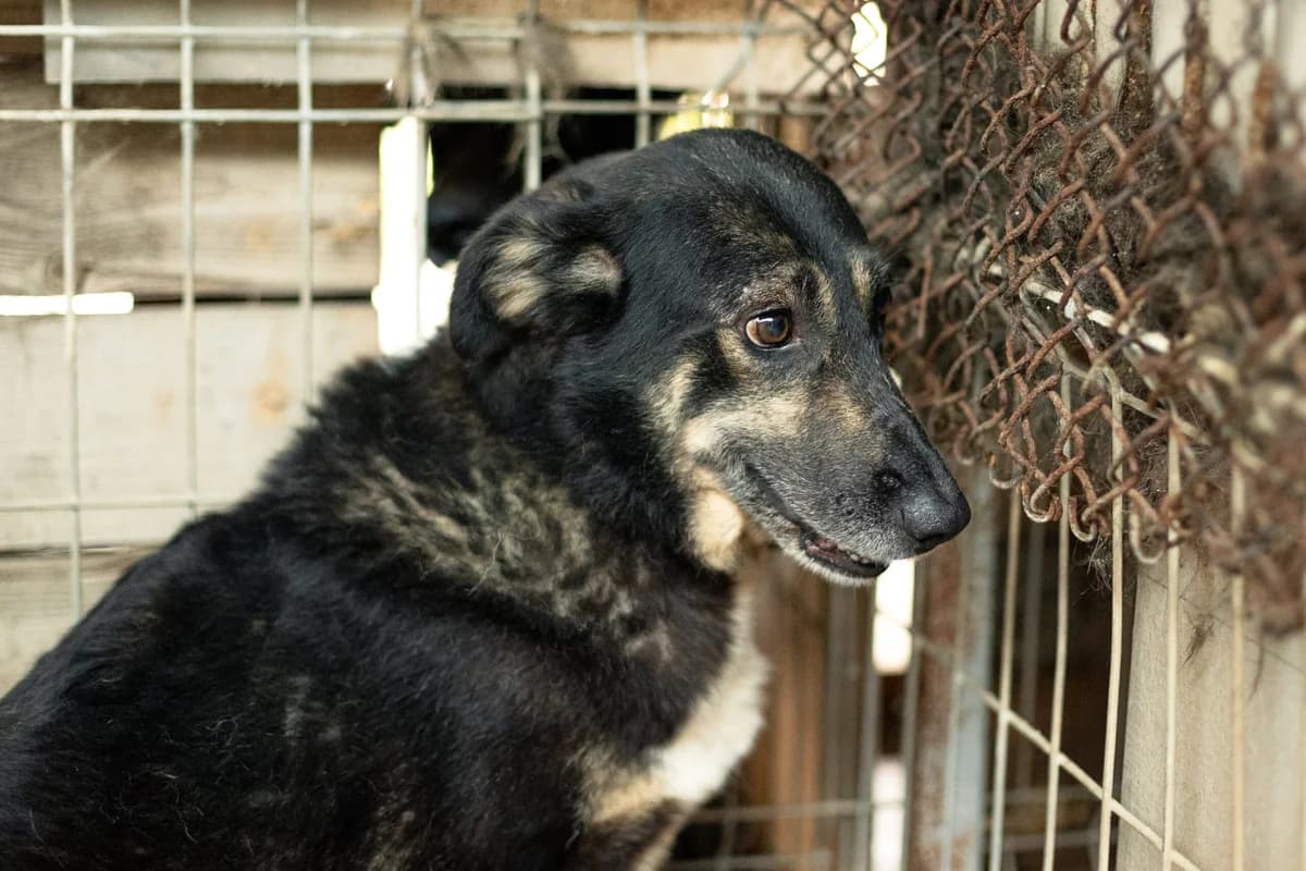 Skella, female senior Mixed Breed for adoption at Ein Herz für Streuner e.V., München
