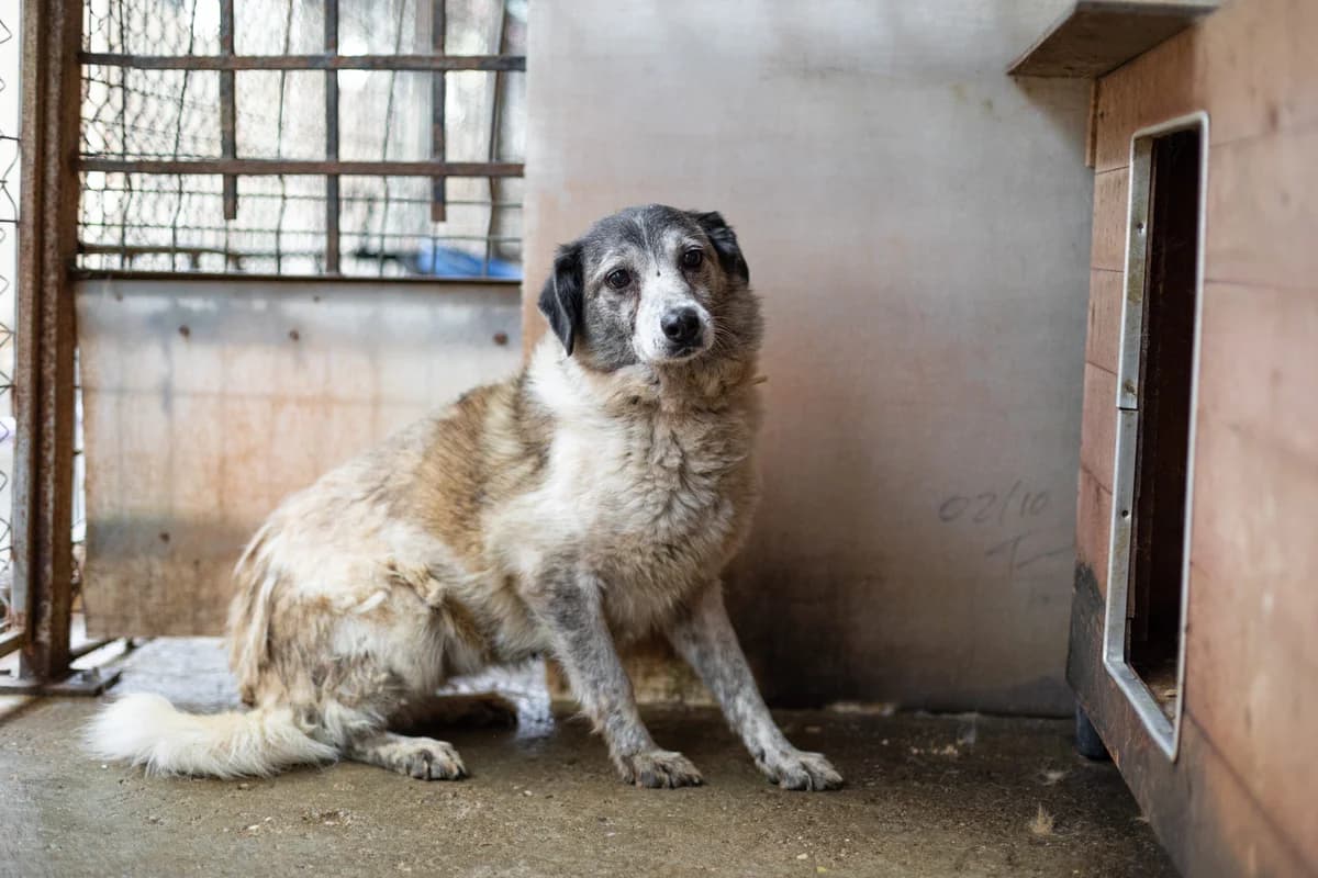 Skima, female senior Mixed Breed for adoption at Ein Herz für Streuner e.V., München