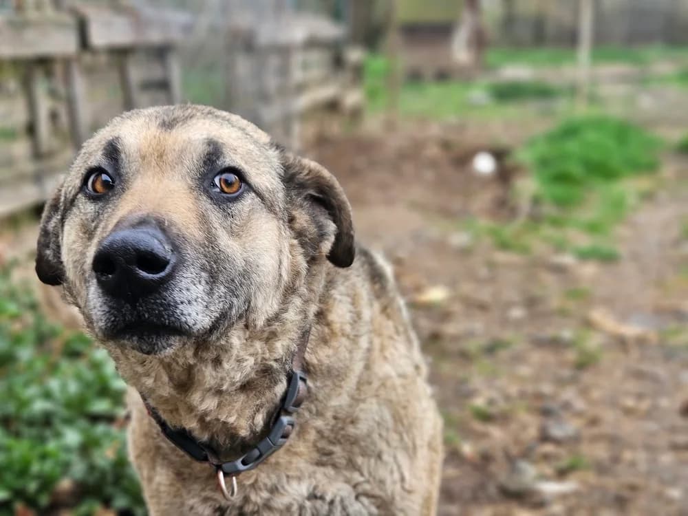 Skipper, female 5yo Mixed Breed for adoption at Ein Herz für Streuner e.V., München