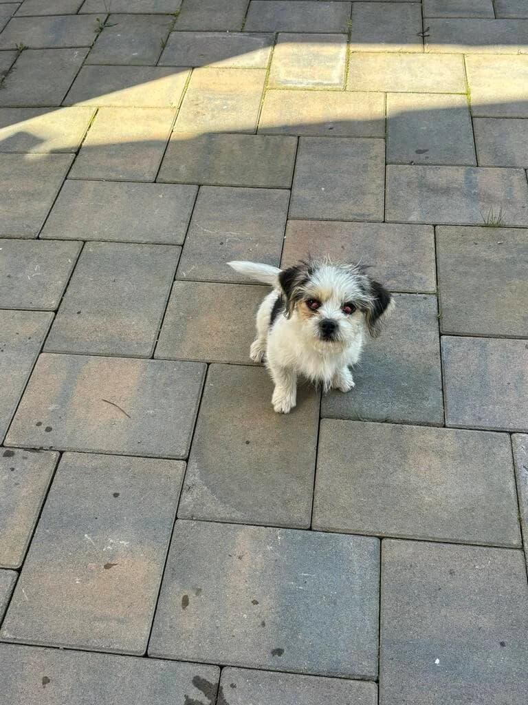 Skippy, male puppy Mixed Breed for adoption at Ein Herz für Streuner e.V., München