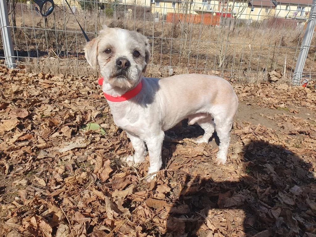 Skippy, male 4yo Mixed Breed for adoption at Ein Herz für Streuner e.V., München