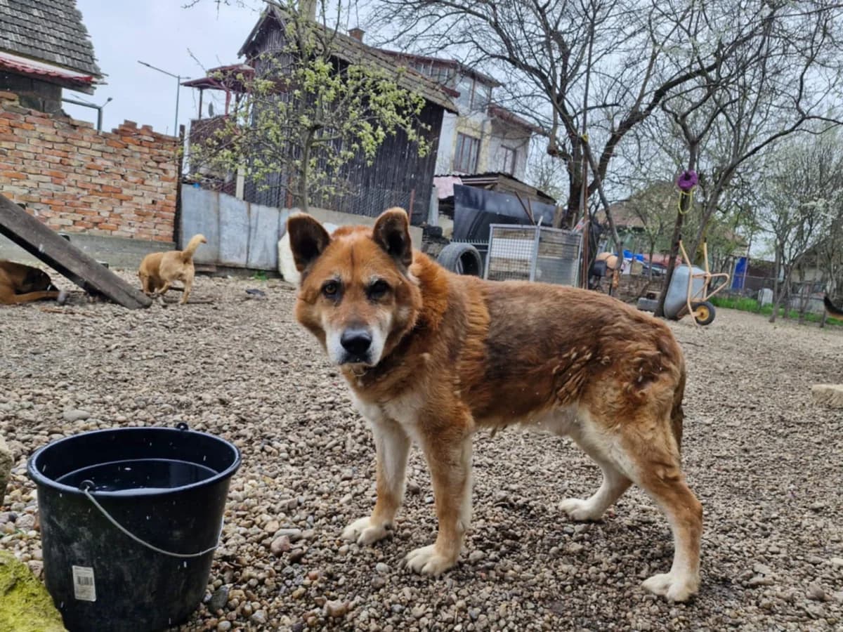 Sky, grau male senior Mixed Breed for adoption at Ein Herz für Streuner e.V., München