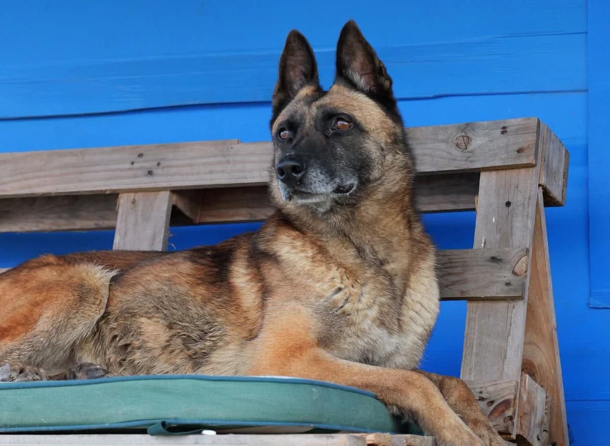 Sky, female senior Mixed Breed for adoption at Ein Herz für Streuner e.V., München