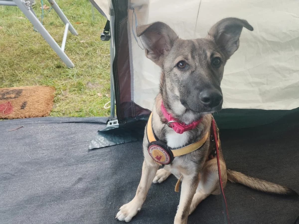 Skye, female puppy Mixed Breed for adoption at Ein Herz für Streuner e.V., München