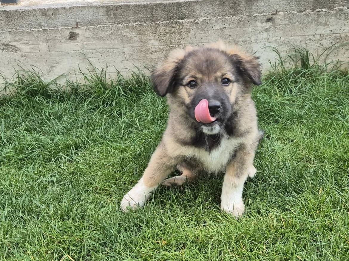 Skye, female puppy Mixed Breed for adoption at Ein Herz für Streuner e.V., München