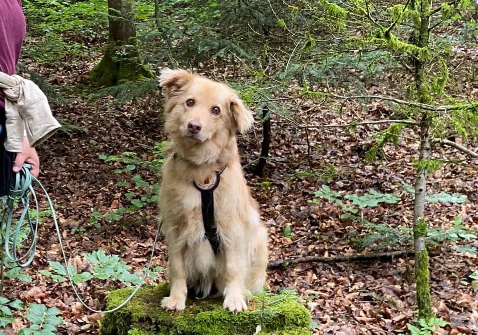 Skyla, female 7yo Mixed Breed for adoption at Ein Herz für Streuner e.V., München