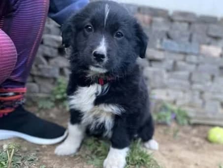 Skyla, female puppy Mixed Breed for adoption at Ein Herz für Streuner e.V., München