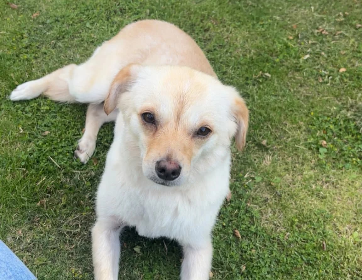 Skylar, female 5yo Mixed Breed for adoption at Ein Herz für Streuner e.V., München