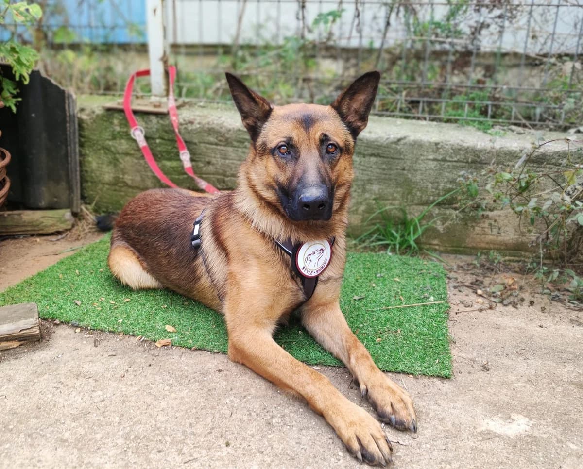Skyler, male young Mixed Breed for adoption at Ein Herz für Streuner e.V., München