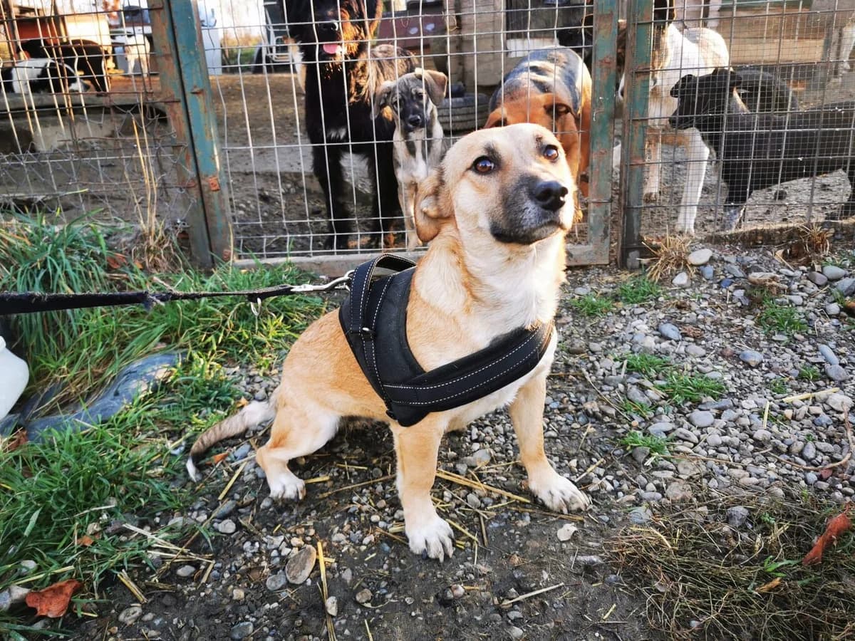 Sluppy, weiß female 5yo Mixed Breed for adoption at Ein Herz für Streuner e.V., München