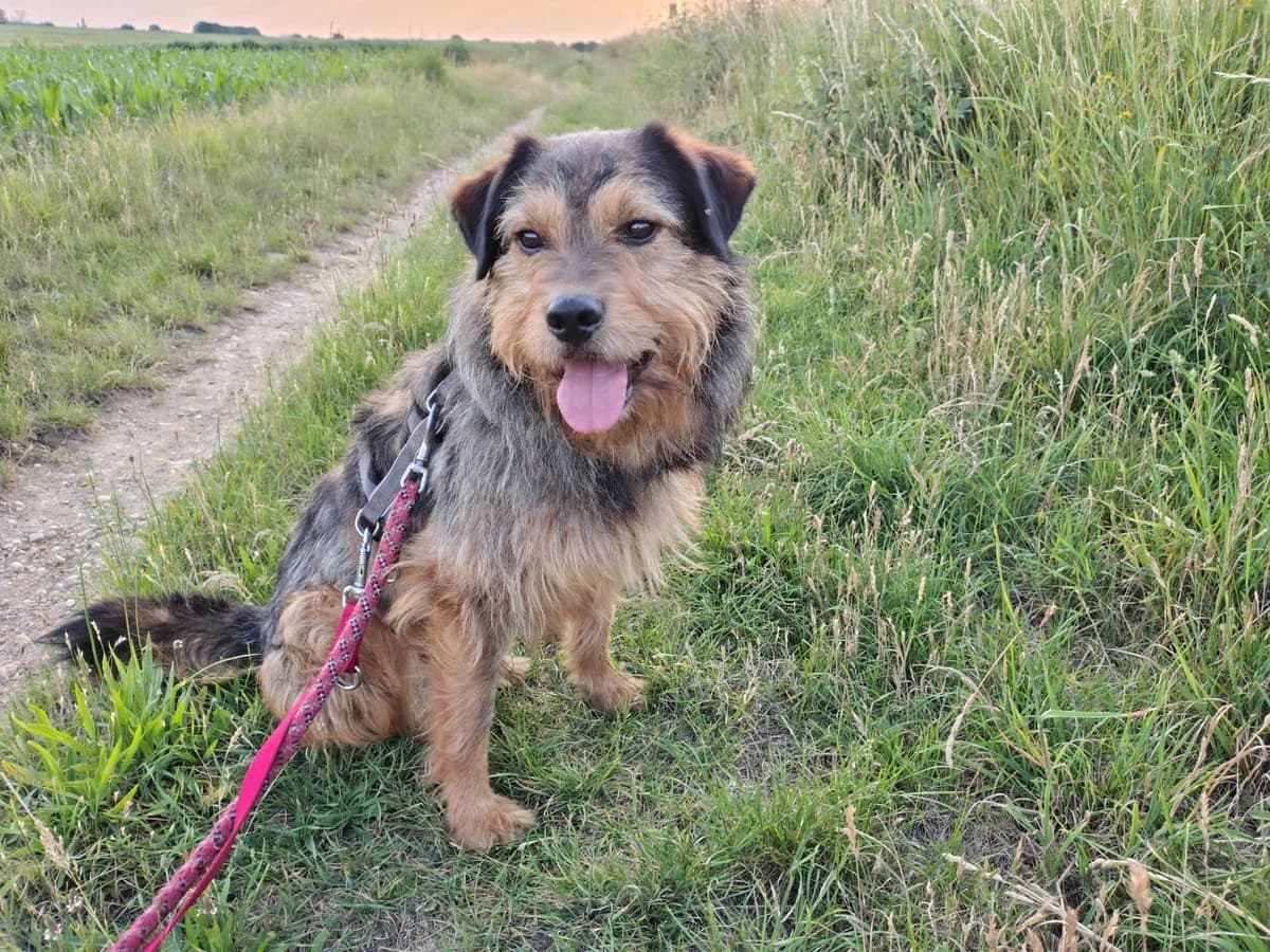 Smartie, male 4yo Mixed Breed for adoption at Ein Herz für Streuner e.V., München