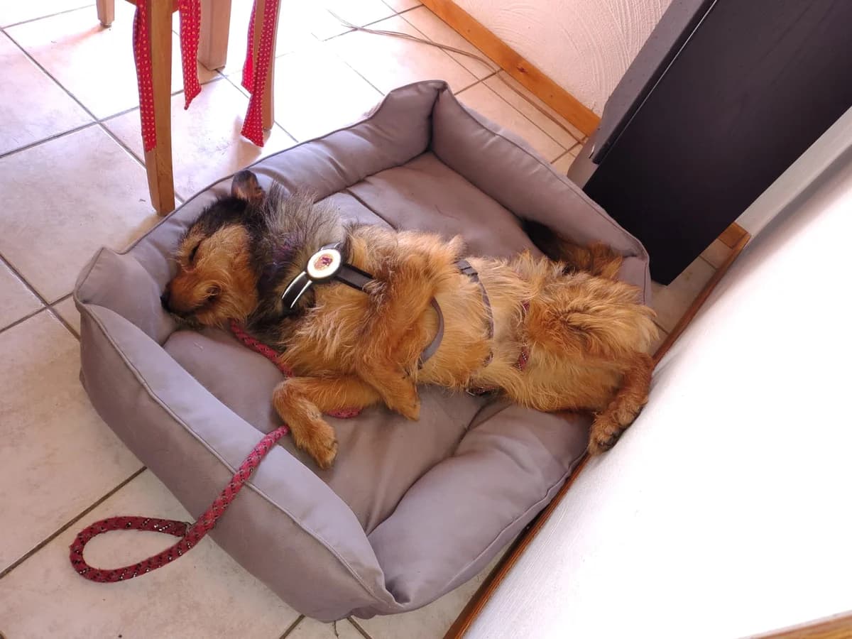 Smartie, male 4yo Mixed Breed for adoption at Ein Herz für Streuner e.V., München
