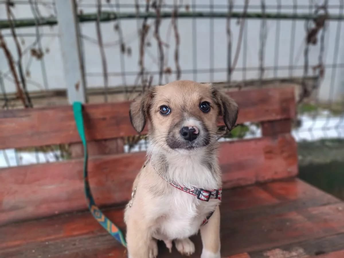 Smile, male puppy Mixed Breed for adoption at Ein Herz für Streuner e.V., München