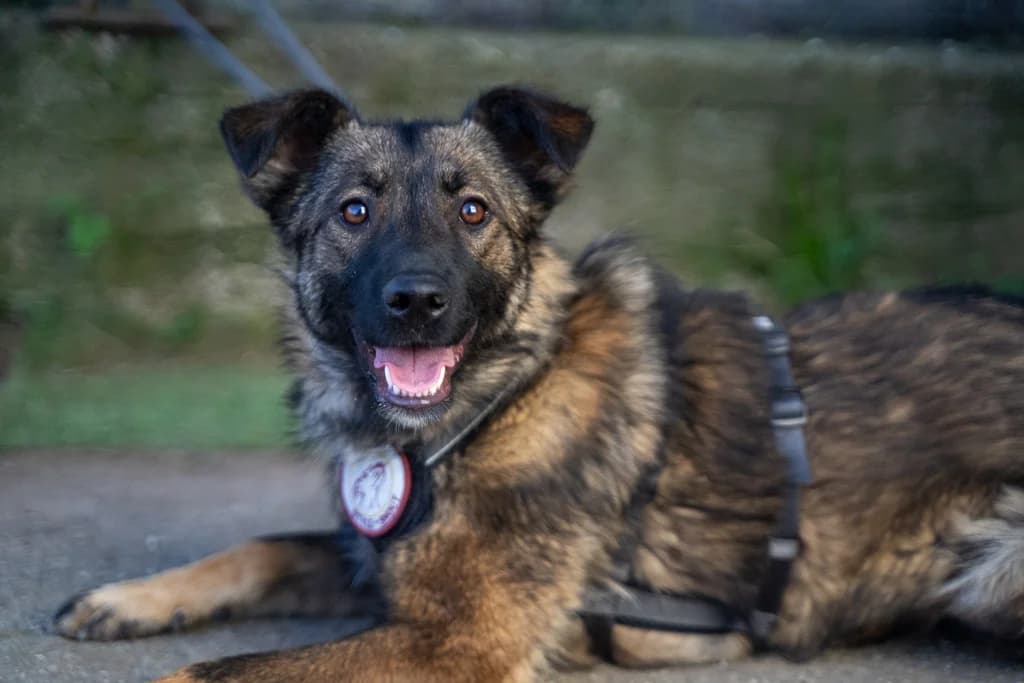Smile, female 5yo Mixed Breed for adoption at Ein Herz für Streuner e.V., München
