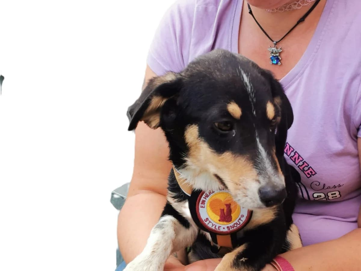 Smile, male puppy Mixed Breed for adoption at Ein Herz für Streuner e.V., München