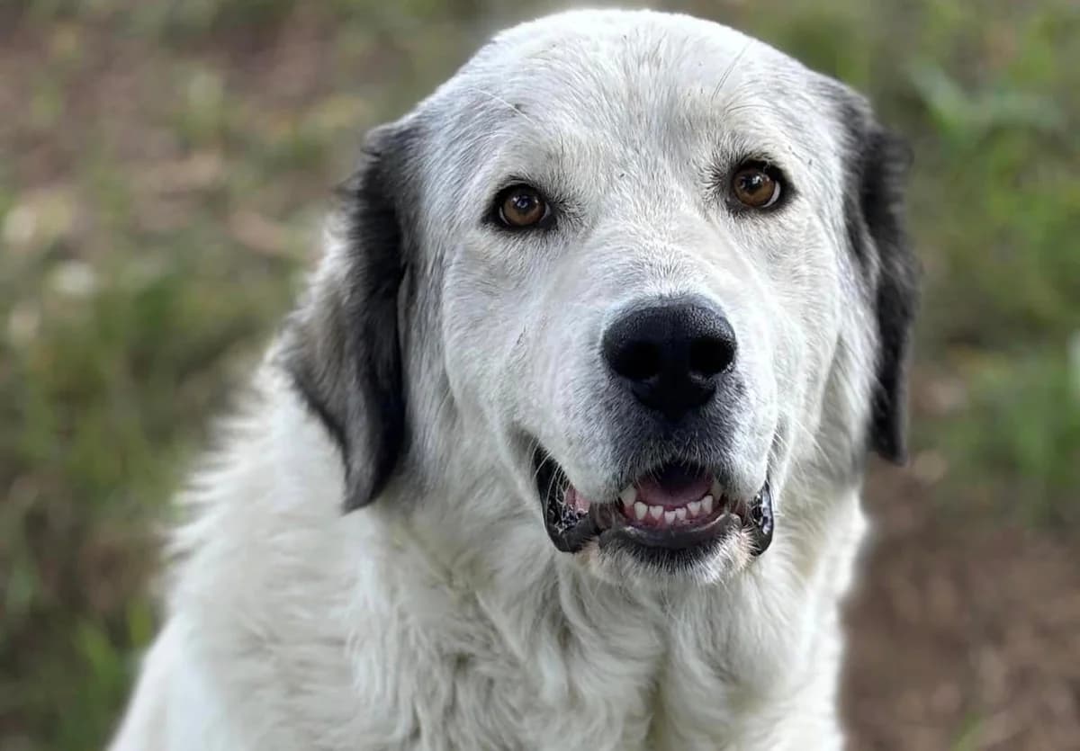 Smiley, female young Mixed Breed for adoption at Ein Herz für Streuner e.V., München