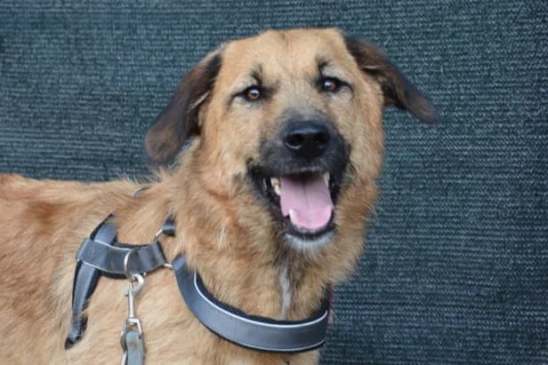 Smiley, female 5yo Mixed Breed for adoption at Ein Herz für Streuner e.V., München