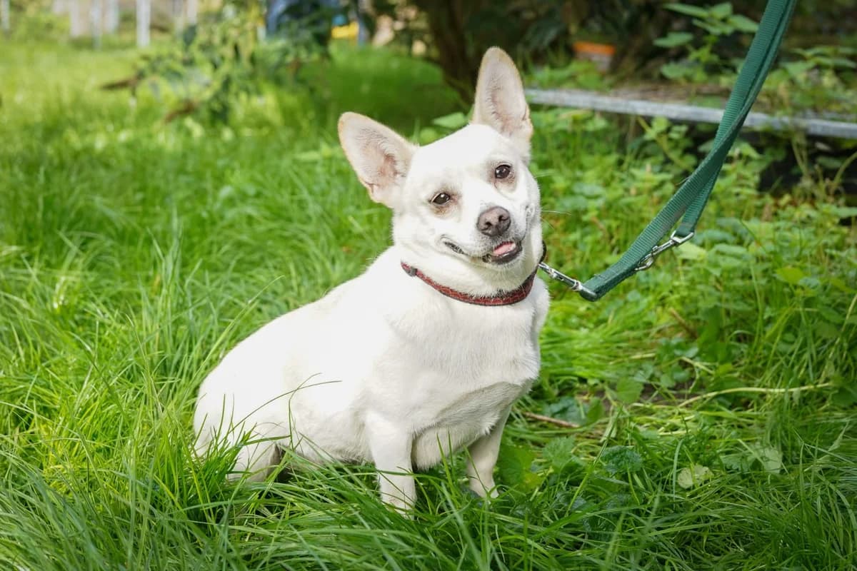 Smiley, female 3yo Mixed Breed for adoption at Ein Herz für Streuner e.V., München