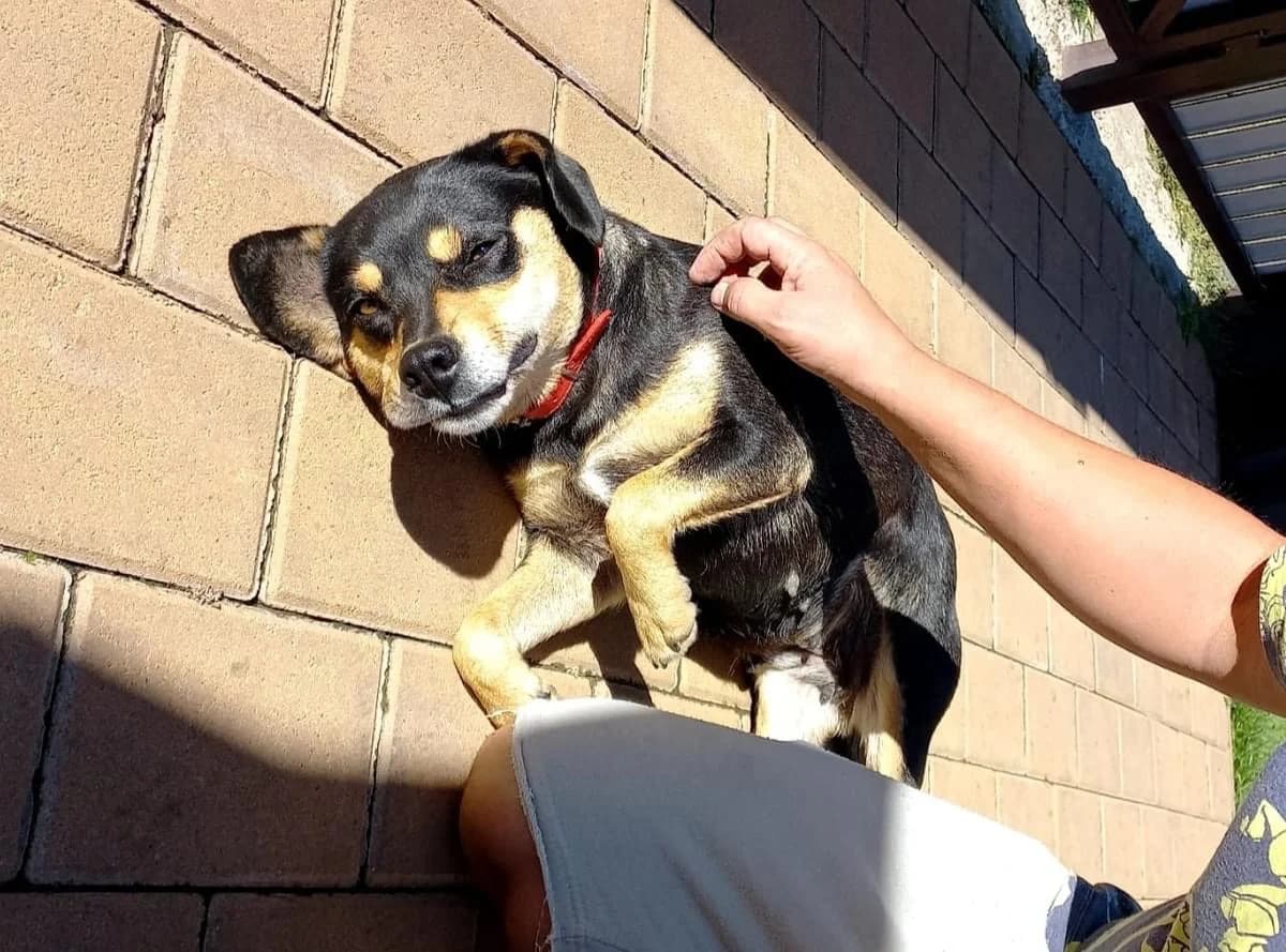 Smilla, tricolor female 3yo Mixed Breed for adoption at Ein Herz für Streuner e.V., München