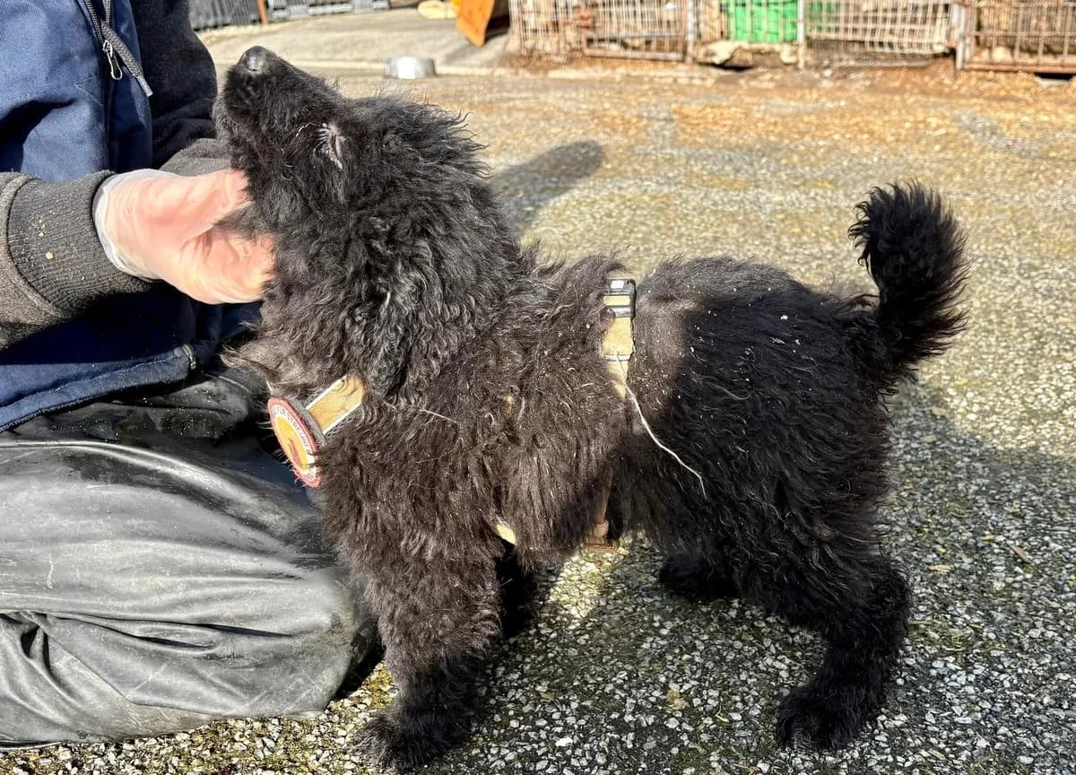 Smilla, female puppy Mixed Breed for adoption at Ein Herz für Streuner e.V., München