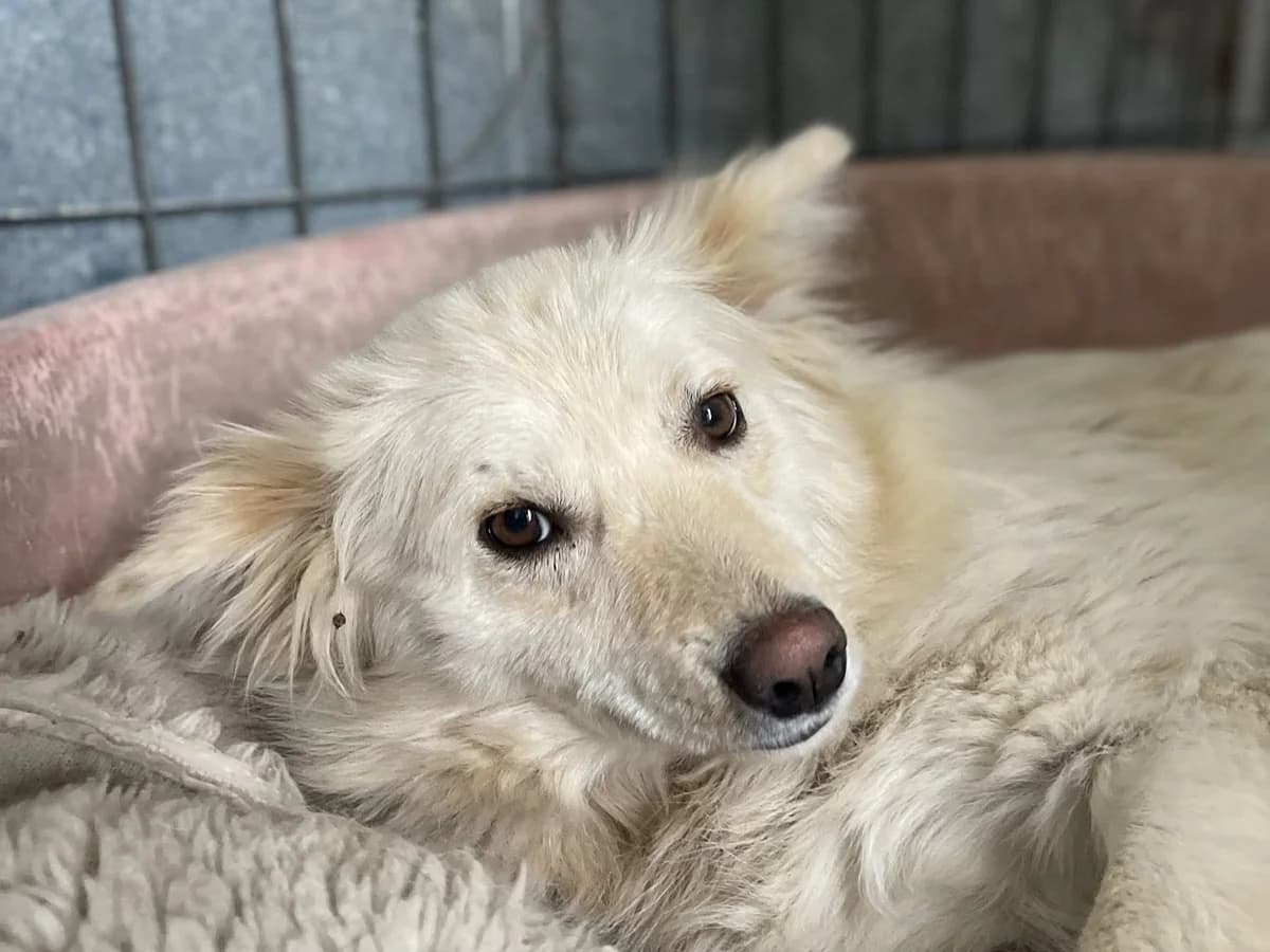 Smilla, female 5yo Mixed Breed for adoption at Ein Herz für Streuner e.V., München