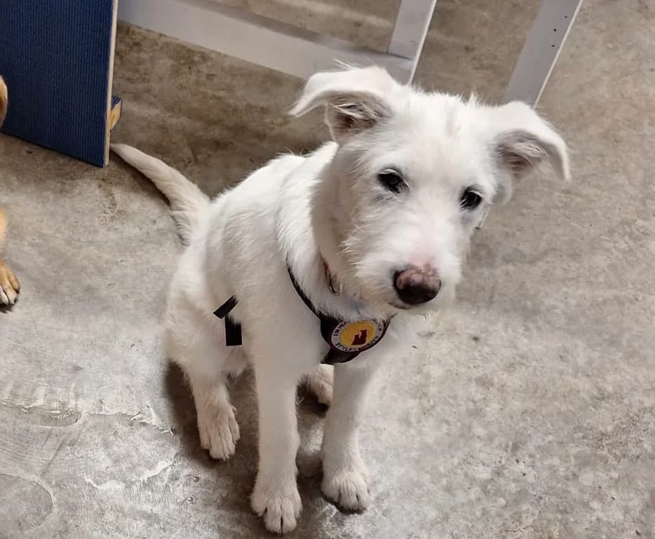 Smilla, female puppy Mixed Breed for adoption at Ein Herz für Streuner e.V., München