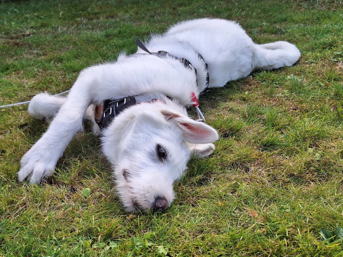 Smilla, female young Mixed Breed for adoption at Ein Herz für Streuner e.V., München