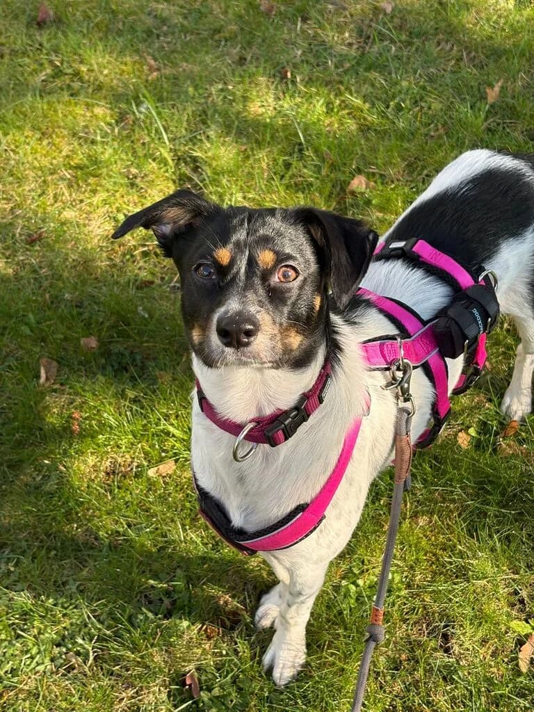 Smilla, weiß female puppy Mixed Breed for adoption at Ein Herz für Streuner e.V., München