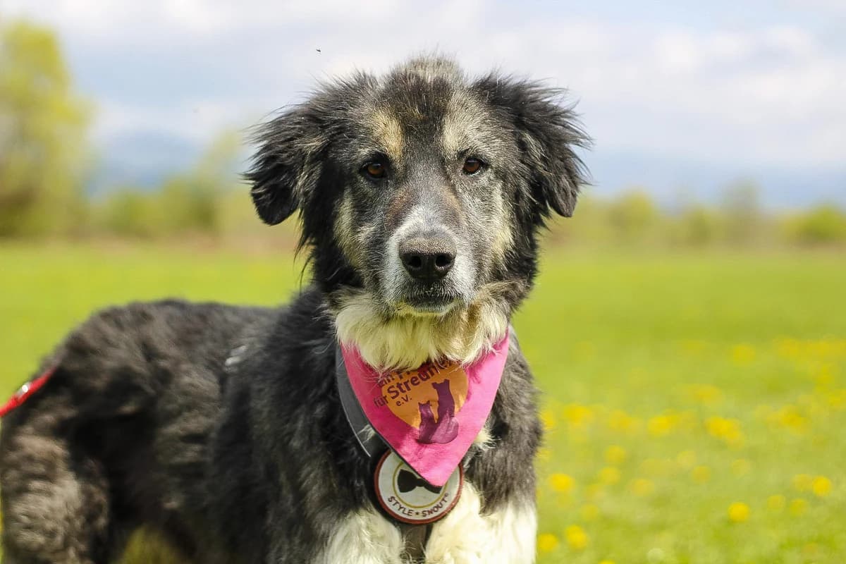 Smilla, schwarz female 5yo Mixed Breed for adoption at Ein Herz für Streuner e.V., München