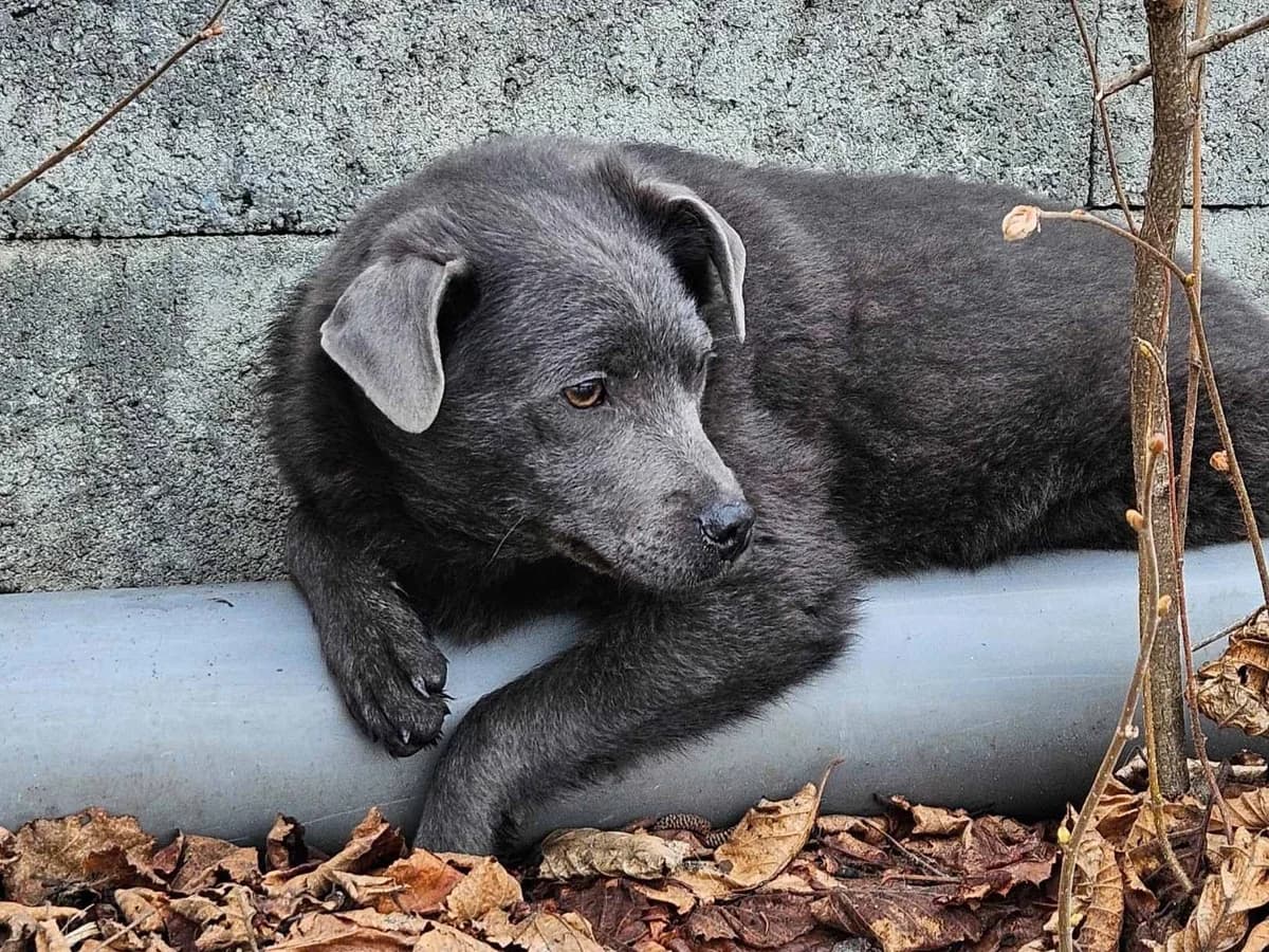 Smitty, puppy Mixed Breed for adoption at Ein Herz für Streuner e.V., München