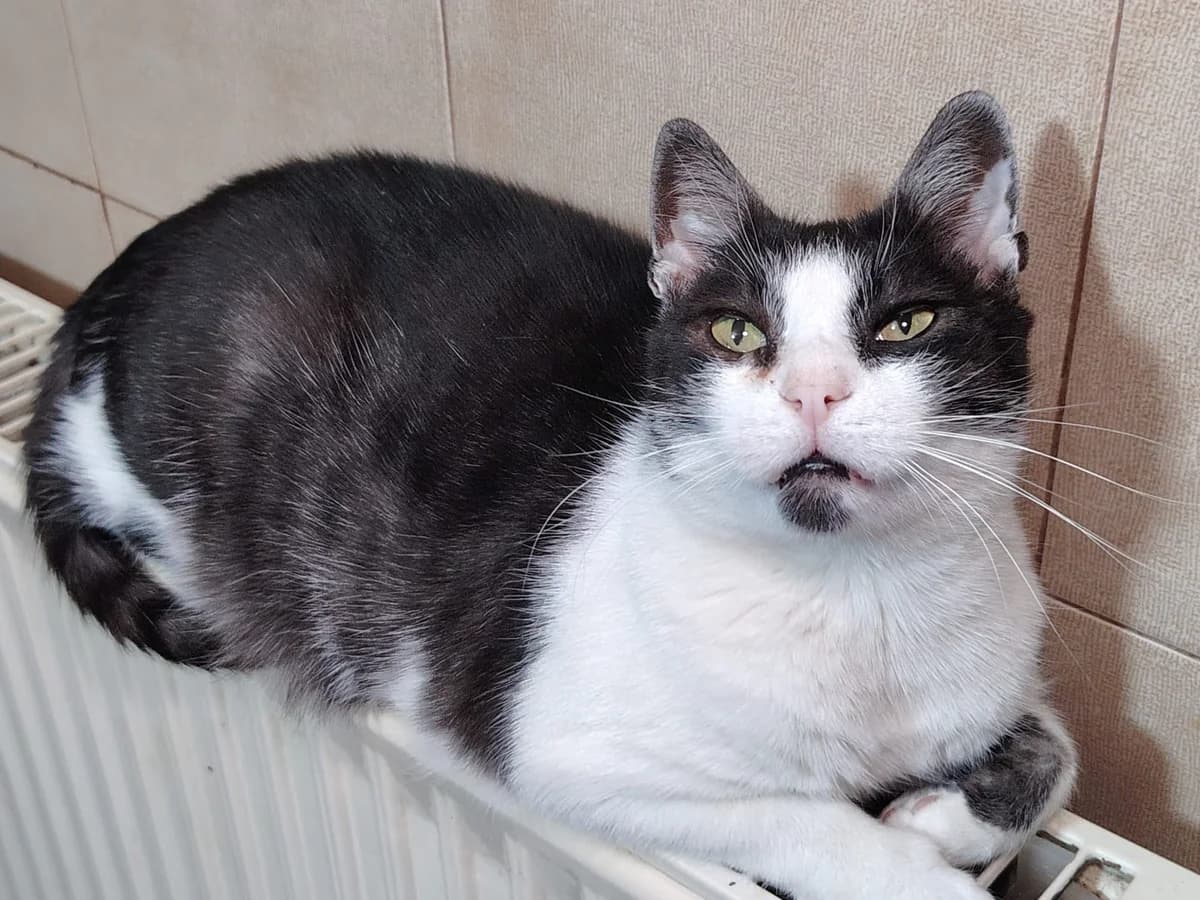 Smo, male 4yo Mixed Breed for adoption at Ein Herz für Streuner e.V., München